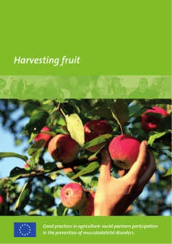 Harvesting fruit - Musculoskeletal problems in Agriculture
