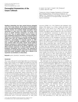 Parasagittal Asymmetries of the Corpus Callosum
