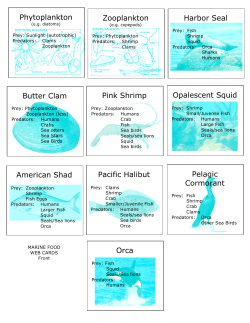 Phytoplankton Pacific Halibut Pink Shrimp Opalescent Squid