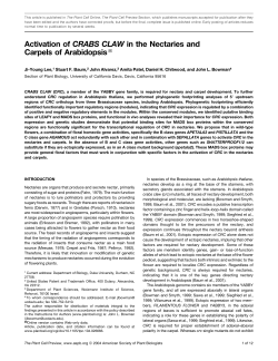 Activation of CRABS CLAW in the Nectaries and
