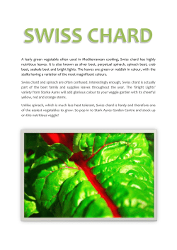 A leafy green vegetable often used in Mediterranean cooking, Swiss