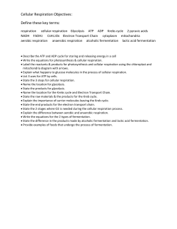 Cellular Respiration Objectives: Define these key terms: