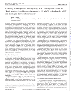 Branching morphogenesis - AJP-Cell