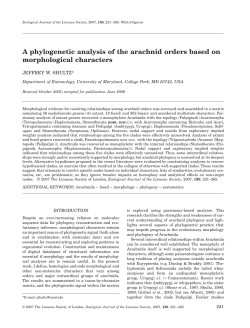 A phylogenetic analysis of the arachnid orders