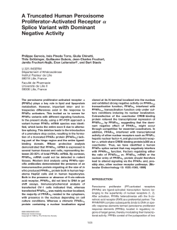 A Truncated Human Peroxisome Proliferator