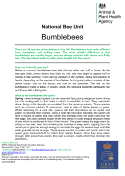 Bumblebees