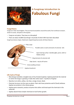 Fabulous Fungi - Friends of Westgate Park