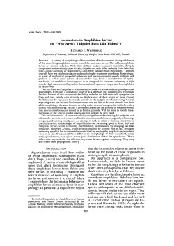 Locomotion in Amphibian Larvae (or "Why Aren`t Tadpoles Built Like