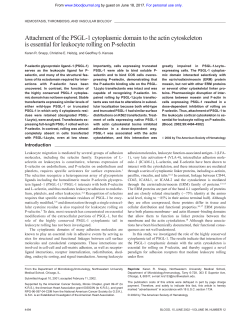 Attachment of the PSGL-1 cytoplasmic domain to the actin