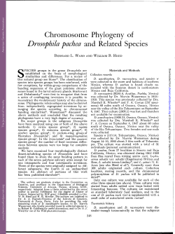 Chromosome Phylogeny of Drosophila pachea and Related Species