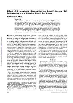 Effect of Sympathetic Denervation on Smooth Muscle Cell