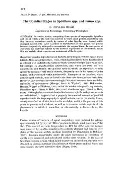 The Gonidial Stages in Spirillum spp. and Vibrio spp.