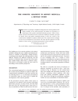 the osmotic gradient in kidney medulla