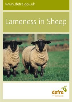 Lameness in Sheep - Red Tractor Assurance