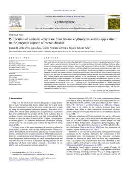 Purification of carbonic anhydrase from bovine erythrocytes and its