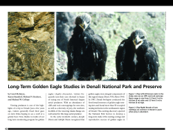 Long-Term Golden Eagle Studies in Denali National Park