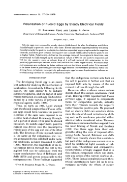 Polarization of Fucoid Eggs by Steady Electrical Fields