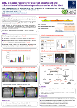EcfE, a master regulator of pea root attachment and