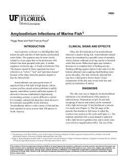 Amyloodinium Infections of Marine Fish