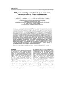 Phylogenetic relationships among Armillaria species inferred