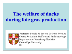 The welfare of ducks during foie gras production