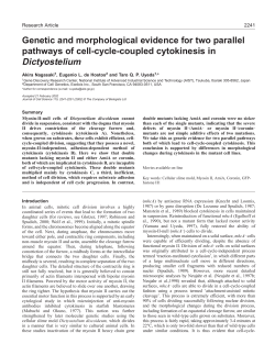 Cytokinesis in Dictyostelium discoideum