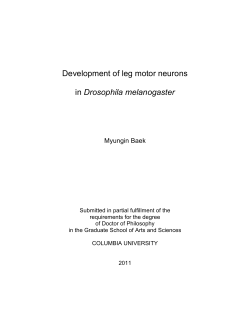 Development of leg motor neurons in Drosophila