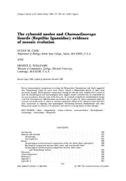 The cybotoid anoles and Chamaelinorops lizards (Reptilia