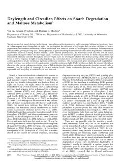 Daylength and Circadian Effects on Starch