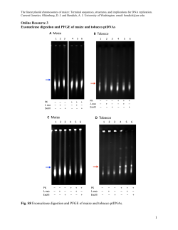 1 Online Resource 3 Exonuclease digestion and PFGE of maize and