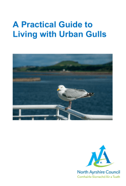Urban gulls - North Ayrshire Council