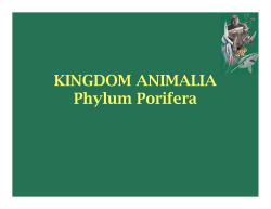 KINGDOM ANIMALIA Phylum Porifera