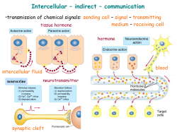 Intercellular &ndash; indirect &ndash; communication