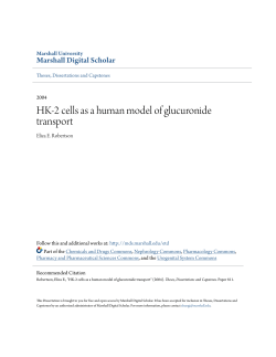 HK-2 cells as a human model of glucuronide transport