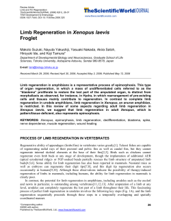 Limb Regeneration in Xenopus laevis Froglet