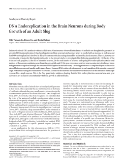 DNA Endoreplication in the Brain Neurons during Body Growth of an
