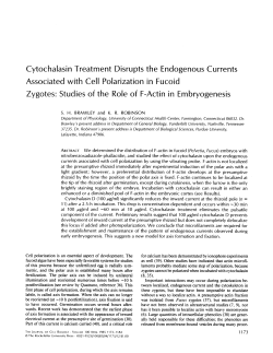 Cytochalasin Treatment Disrupts the Endogenous