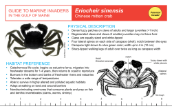Chinese mitten crab - Salem Sound Coastwatch