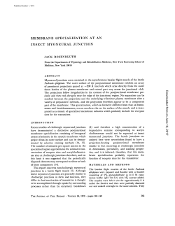 membrane specialization at an insect myoneural junction