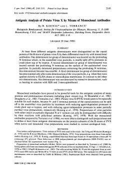 Antigenic Analysis of Potato Virus X by Means of Monoclonal