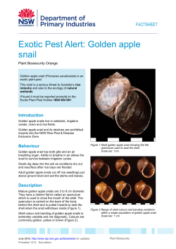 Exotic Pest Alert: Golden apple snail