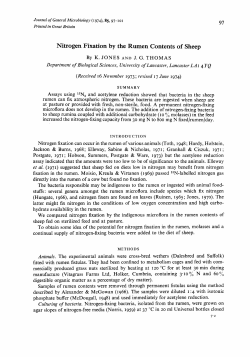 Nitrogen Fixation by the Rumen Contents of Sheep