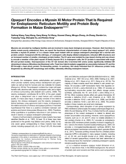 Opaque1 Encodes a Myosin XI Motor Protein That Is
