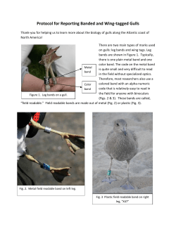 Protocol for Reporting Banded and Wing