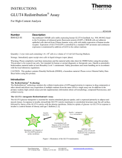 GLUT4 Antagonist Redistribution Assay