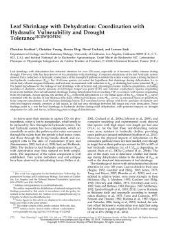 Leaf Shrinkage with Dehydration: Coordination with