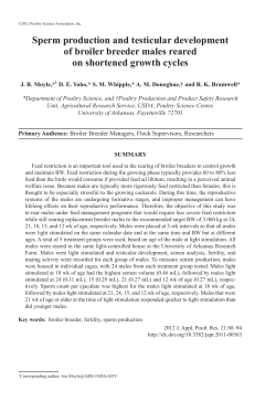 Sperm production and testicular development of broiler breeder