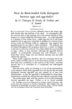 How do Black-headed Gulls distinguish between eggs