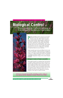 Biological Control of - Manitoba Purple Loosestrife Project