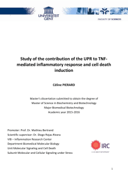 Study of the contribution of the UPR to TNF
